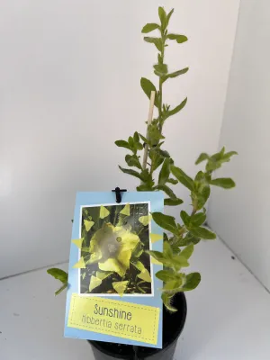 Hibbertia serrata 'Sunshine'