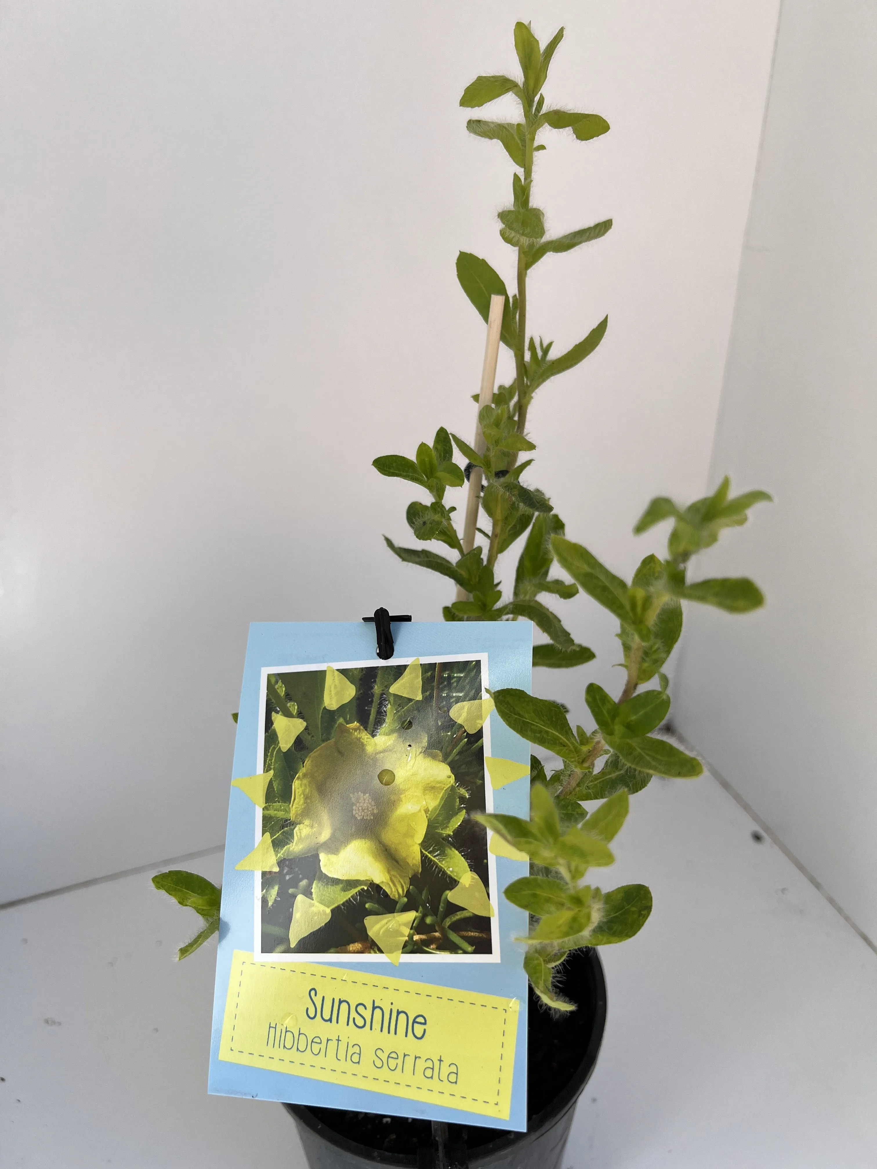 Hibbertia serrata 'Sunshine'