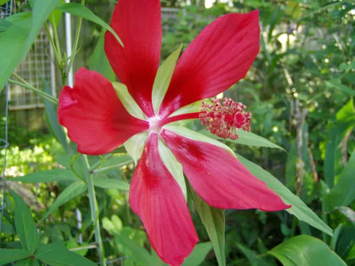 Hibiscus coccineus | Scarlet Rose Mallow | 10 Seeds