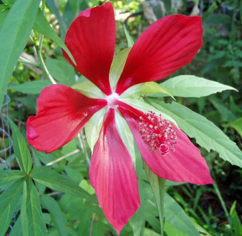 Hibiscus coccineus | Scarlet Rose Mallow | 10 Seeds