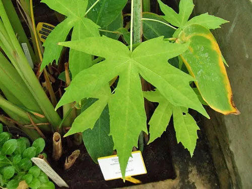 Hibiscus coccineus | Scarlet Rose Mallow | 10 Seeds