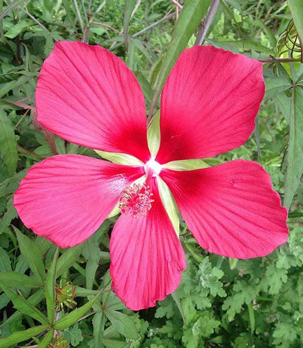 Hibiscus coccineus | Scarlet Rose Mallow | 10 Seeds