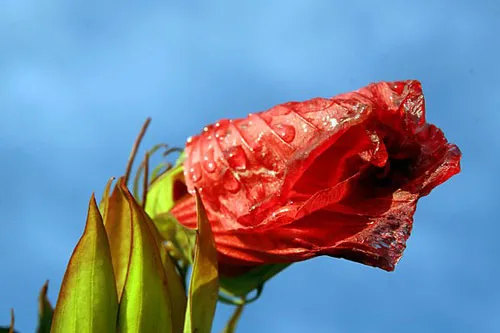 Hibiscus coccineus | Scarlet Rose Mallow | 10 Seeds