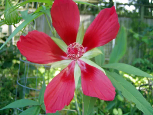 Hibiscus coccineus | Scarlet Rose Mallow | 10 Seeds