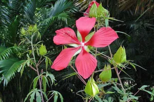 Hibiscus coccineus | Scarlet Rose Mallow | 10 Seeds