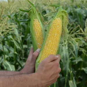 Sweet Corn Raquel F1 Seed