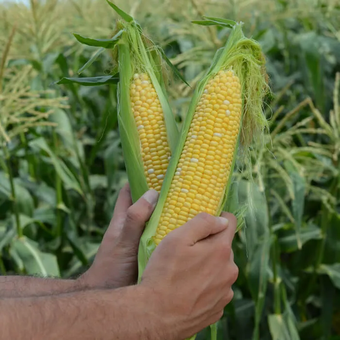 Sweet Corn Raquel F1 Seed