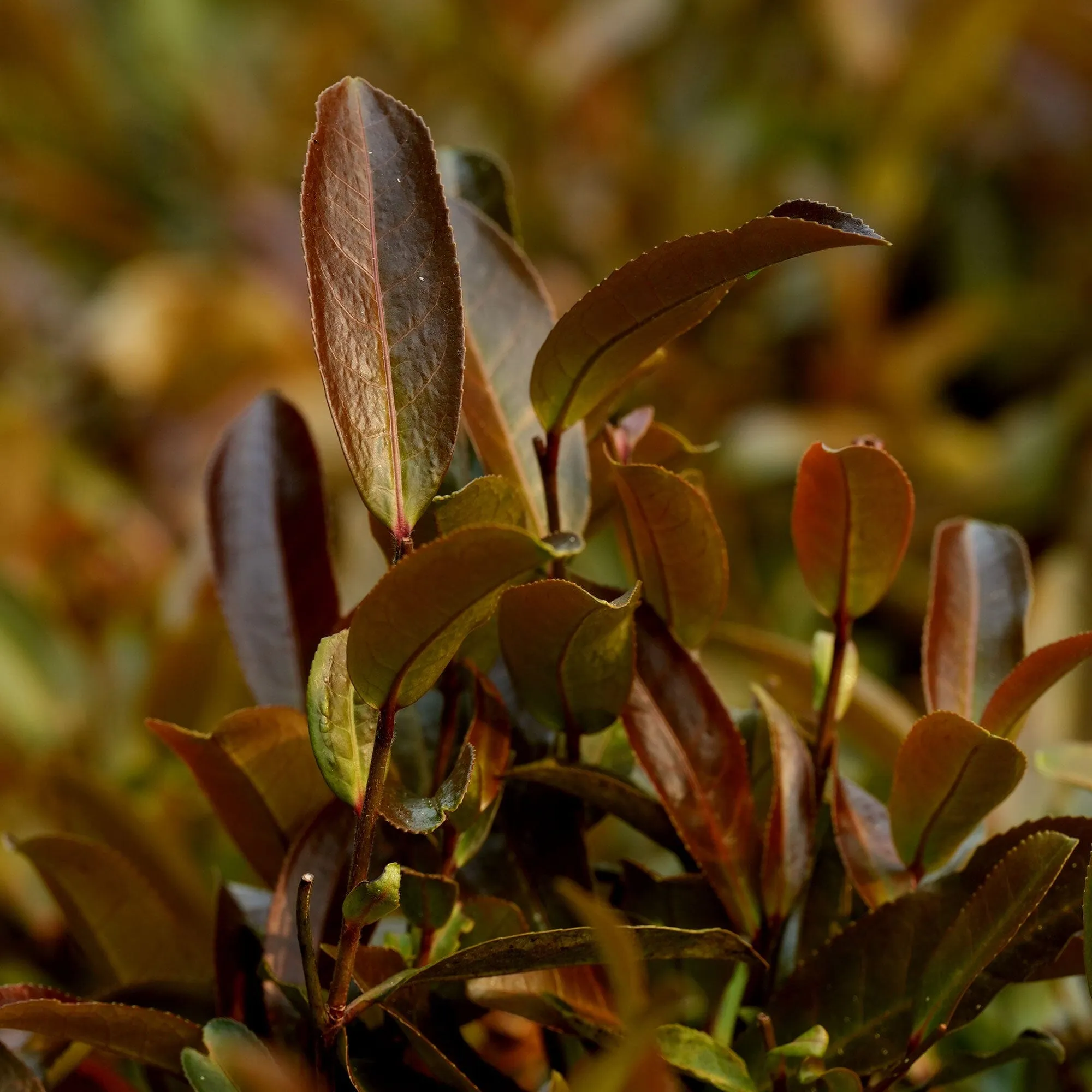 Yunnan Purple Buds